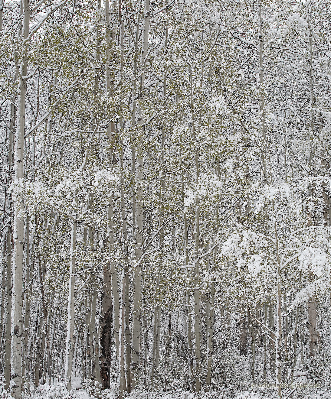 A soft blanket of snow clings to the trees in a forest in Kananaskis Country, Alberta. - Kananaskis Picture