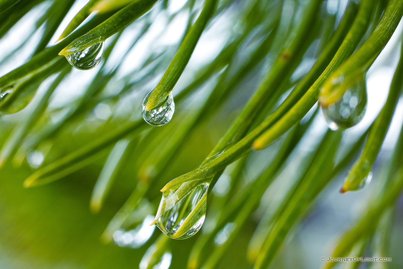 The cool spring rain forms drops on a pine tree. - Banff Picture
