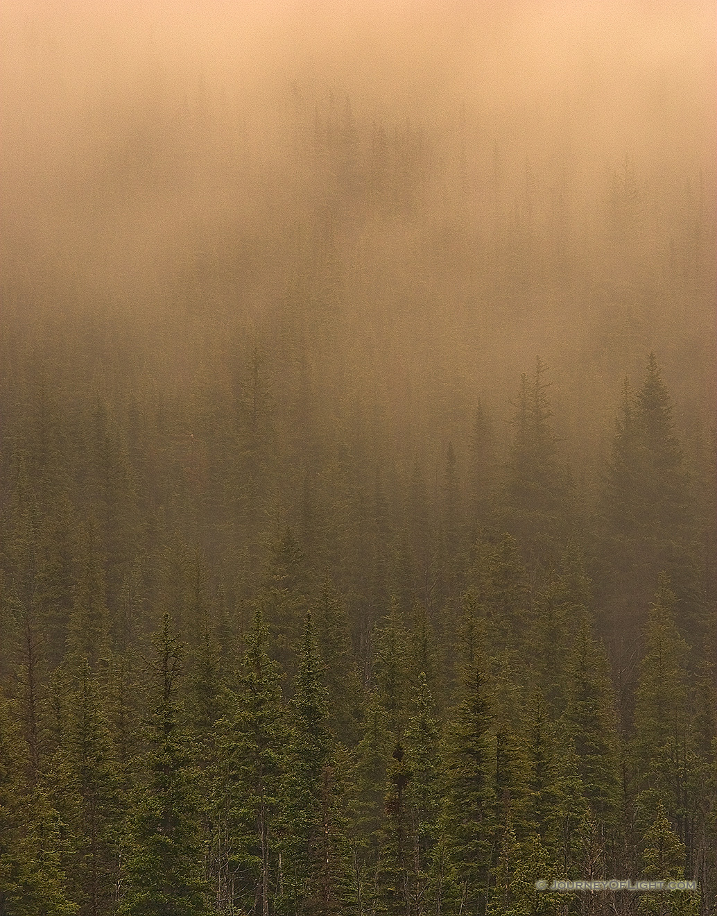 Fog descends on a pine forest in Glacier National Park, Montana. - Glacier Picture