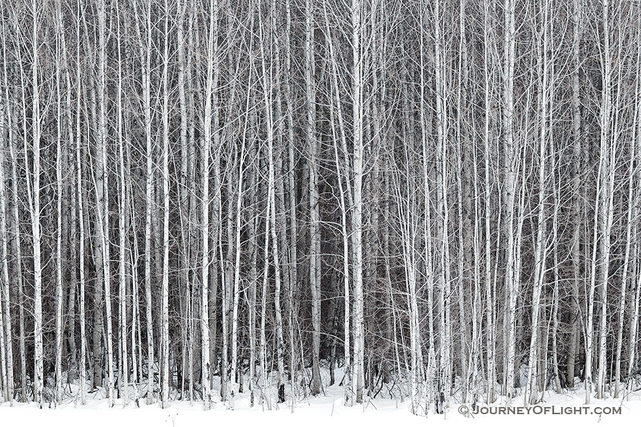 A stand of aspens stands among the snow along the road to Stevens Pass in the Wenatchee National Forest. - Pacific Northwest Photography