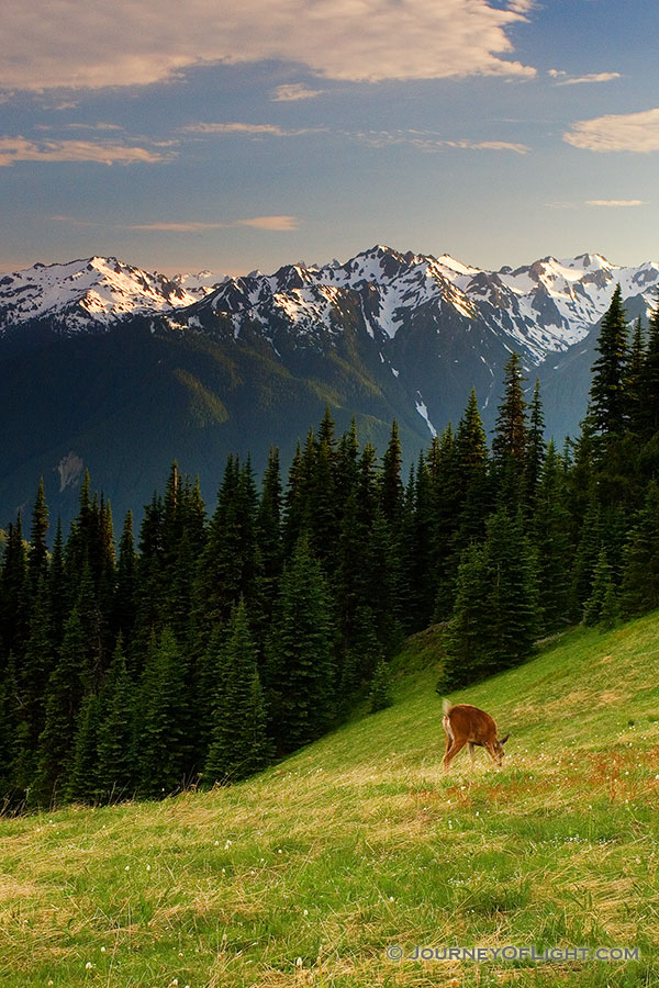 Deer graze in the shadow of the Olympic Mountain Range on Hurricane Ridge. - Pacific Northwest Photography