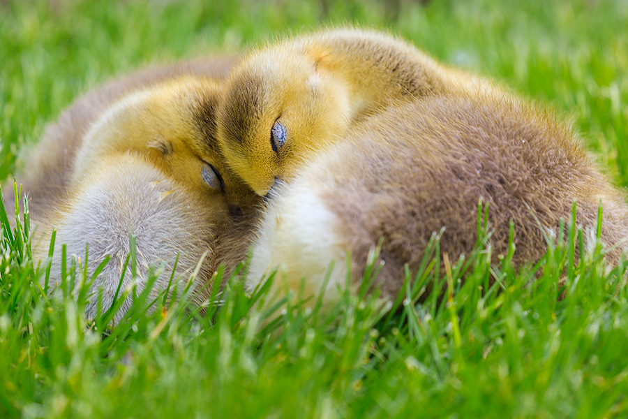 Wildlife photograph of two goslings cuddling together at Schramm State Recreation Area, Nebraska. - Schramm SRA Photography