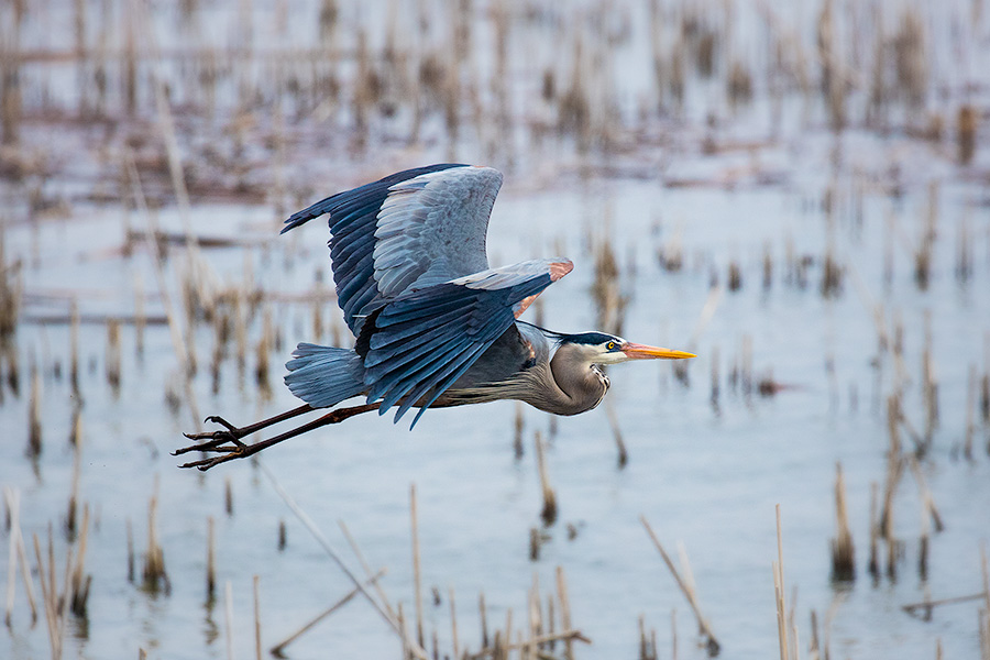 A great blue heron silently glides above the marsh at Squaw Creek National Wildlife Refuge (Loess Bluffs). - Missouri Photography