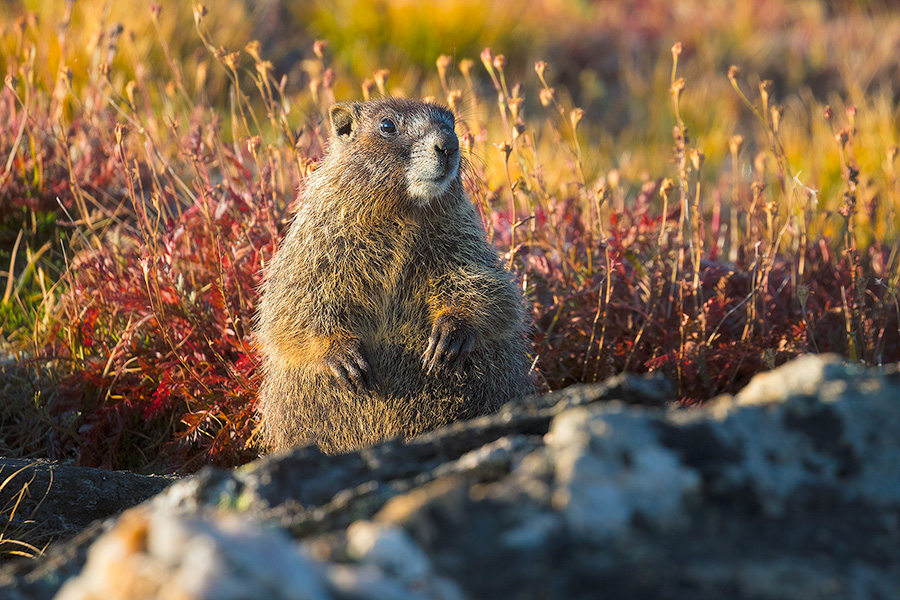 A wildlife photograph of a yellow-bellied marmot at Rocky Mountain National Park. - Rocky Mountain NP Photography
