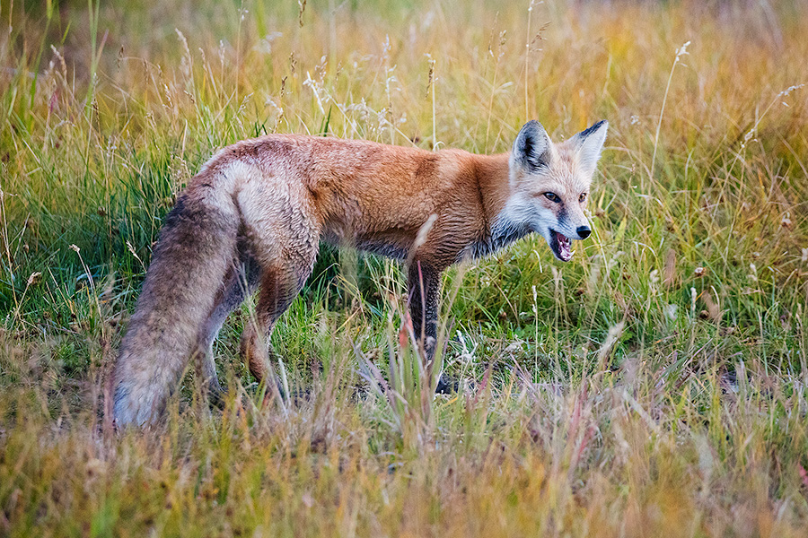 A wildlife photograph of a red fox hunting in the Kawuneeche Valley of Rocky Mountain National Park, Colorado. - Colorado Photography