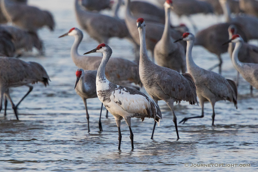 A leucistic Sandhill Crane wades through the waters of the Platte River at dusk. - Sandhill Cranes Photography