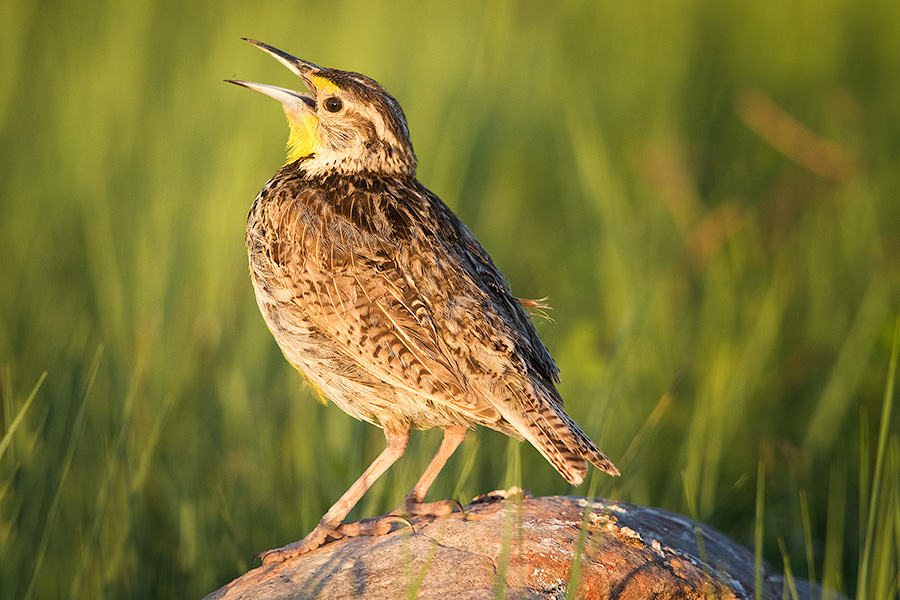 A Western Meadowlark perches and sings on a rock in Wind Cave National Park, South Dakota. - South Dakota Photography