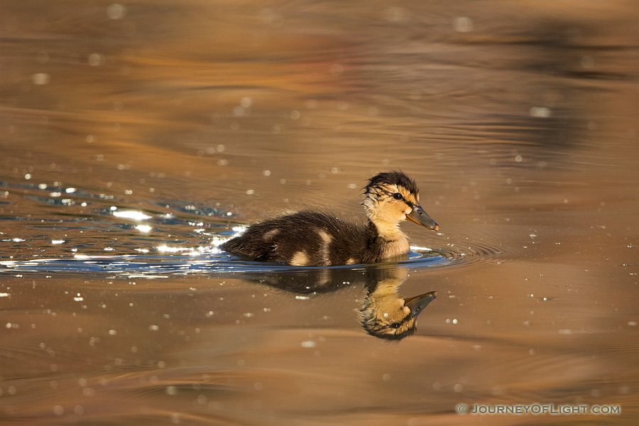 A mallard duckling swims quickly across the water as the sun sets in the distance. - Nebraska Photography