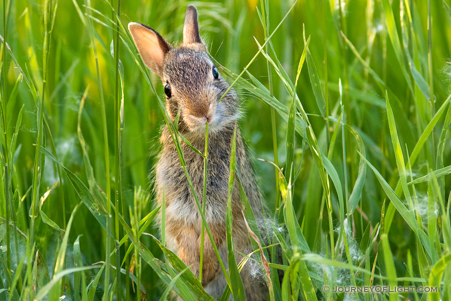 A photograph of a bunny rabbit chewing on grass in a field in rural Nebraska. - Nebraska Photography