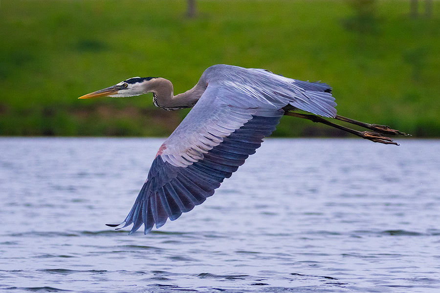 A Nebraska wildlife photograph of a heron flying above a lake. - Nebraska Photography