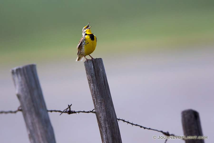 A photograph of a western meadowlark singing on a fence post in Nebraska. - Nebraska Photography