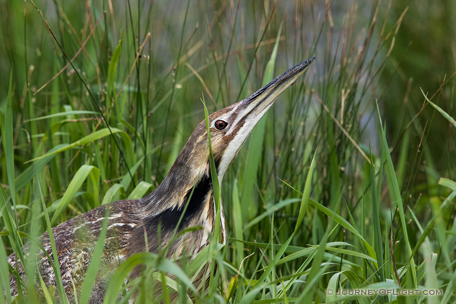 An American Bittern looks out across a small lake in the Sandhills of Nebraska. - Nebraska,Animals Photography