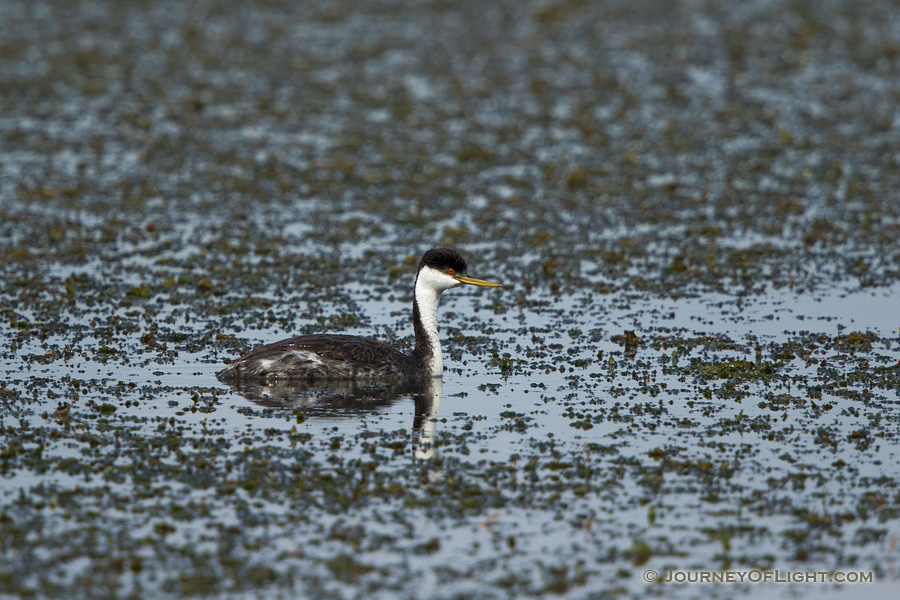 A Western Grebe floats on the lake at Smith Lake Wildlife Management Area in the Sandhills of Nebraska. - Nebraska,Animals Photography