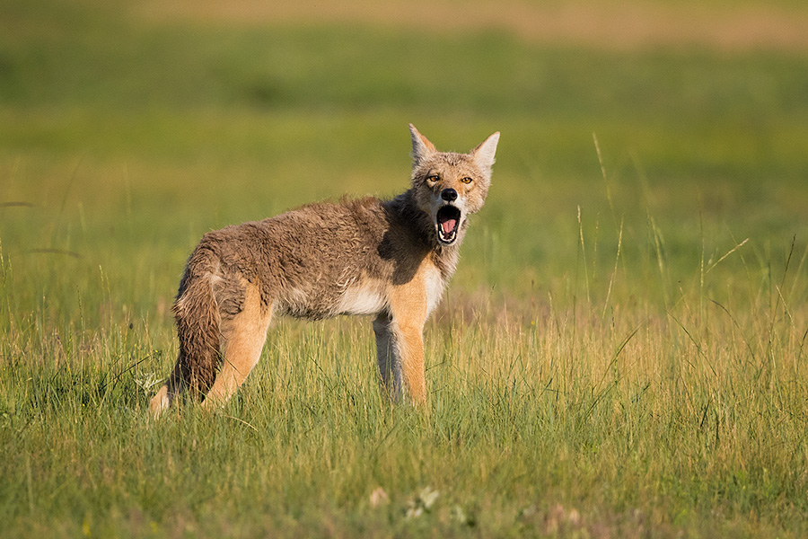 A coyote stops, looks around, and then lets out a howl on the prairie on Wind Cave National Park in South Dakota. - South Dakota Photography