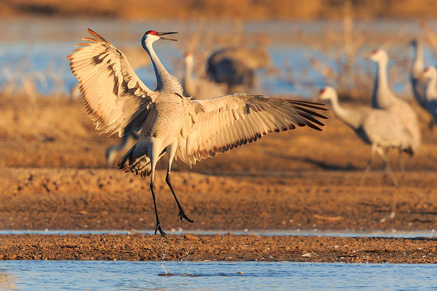 A wildlife photograph of a Sandhill Crane dancing in the morning sun. - Nebraska,Wildlife Photography