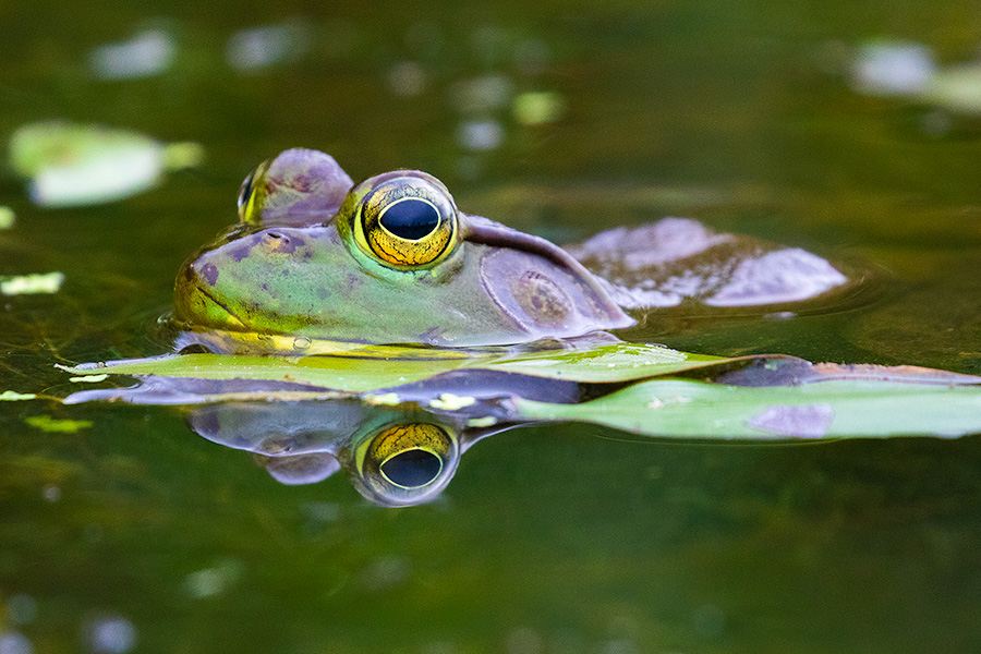 A wildlife photograph of a bullfrog by the shore in Sarpy County, Nebraska. - Nebraska Photography