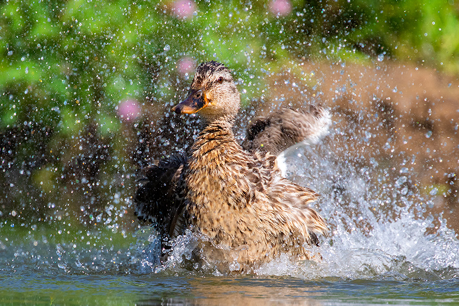 A wildlife photograph of a duck cooling off in Sarpy County, Nebraska. - Nebraska Photography