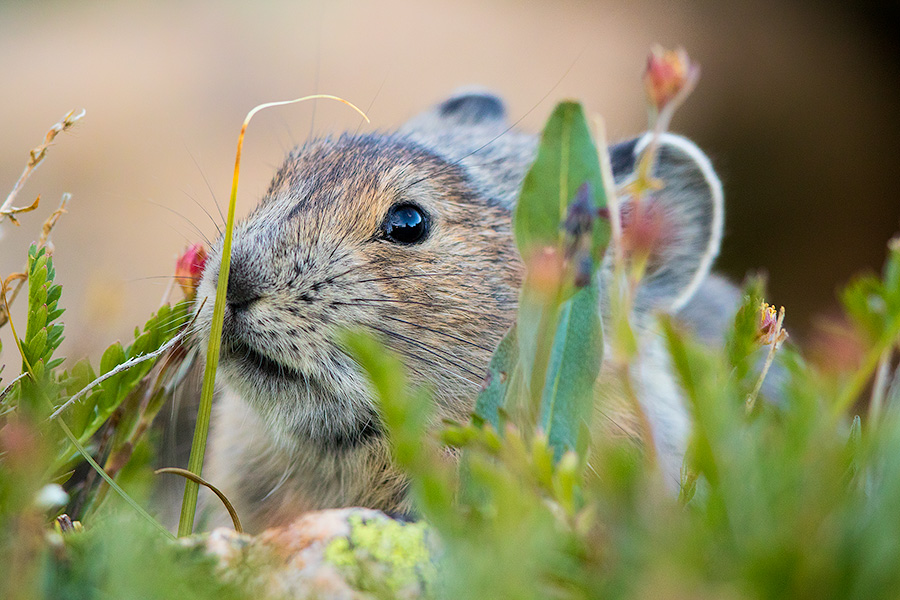 Wildlife photograph of a pika foraging for food at Rocky Mountain National Park, Colorado. - Rocky Mountain NP Photography