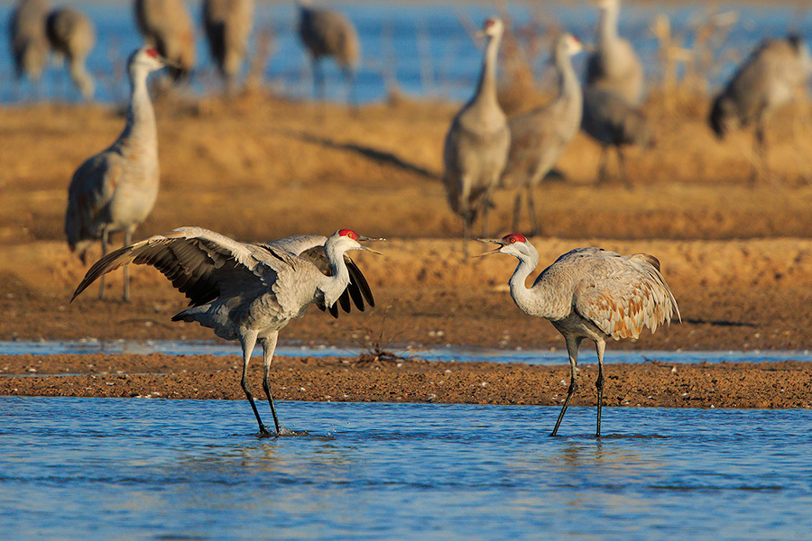 A wildlife photograph of two Sandhill Cranes in the morning sun. - Nebraska,Wildlife Photography