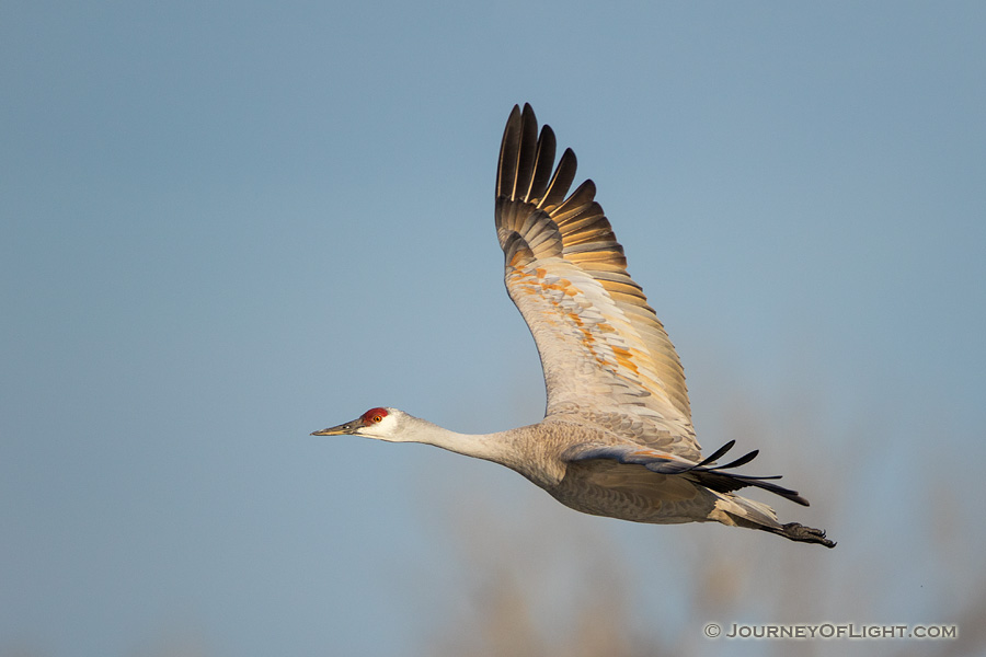 A Sandhill Crane turns toward the sun above the Platte River in Central Nebraska in the warm morning light. - Sandhill Cranes Photography