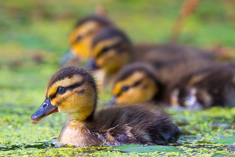 A wildlife photograph of a set of ducklings swimming in a lake by the shore in Sarpy County, Nebraska. - Nebraska Photography