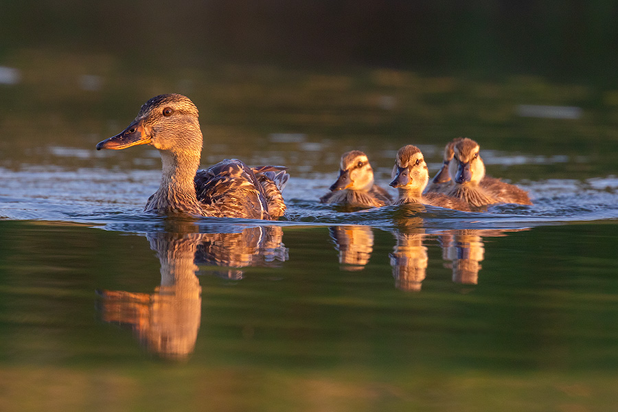 A wildlife photograph of a set of ducklings swimming with their mom in Sarpy County, Nebraska. - Nebraska Photography