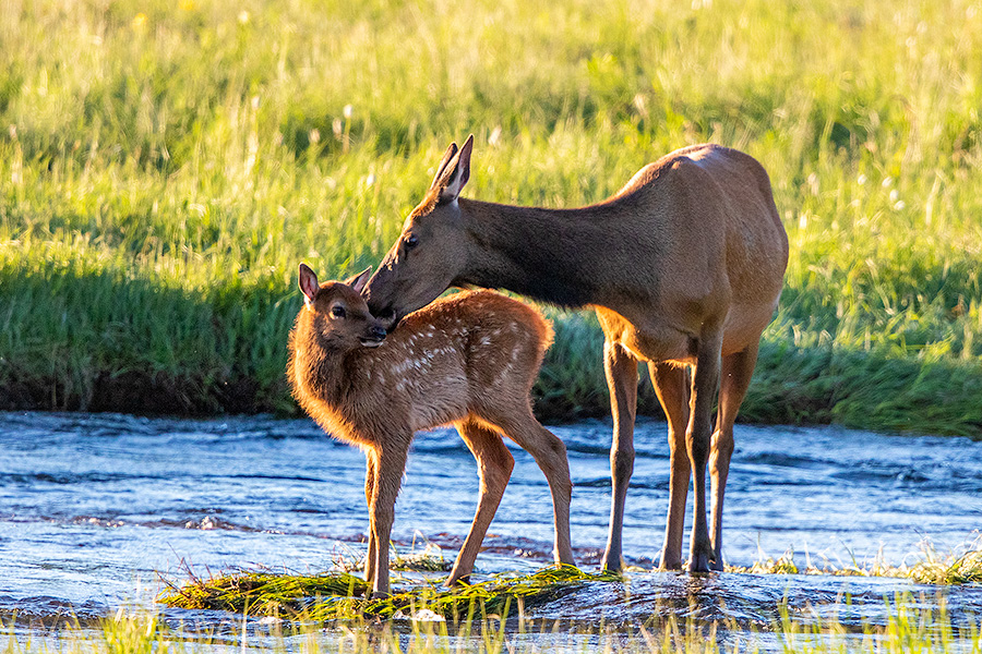 An elk calf receives an affectionate kiss from her mother in Moraine Park, Rocky Mountain NP, Colorado. - Colorado Photography