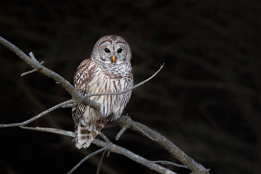A wildlife photograph of a Barred Owl at Chalco Hills Recreation Area, Nebraska. - Nebraska Photography