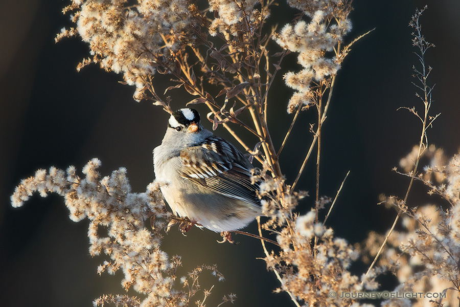 A White Crowned Sparrow pauses on a Goldenrod withered in the winter at Boyer Chute National Wildlife Refuge in eastern Nebraska. - Boyer Chute Photography