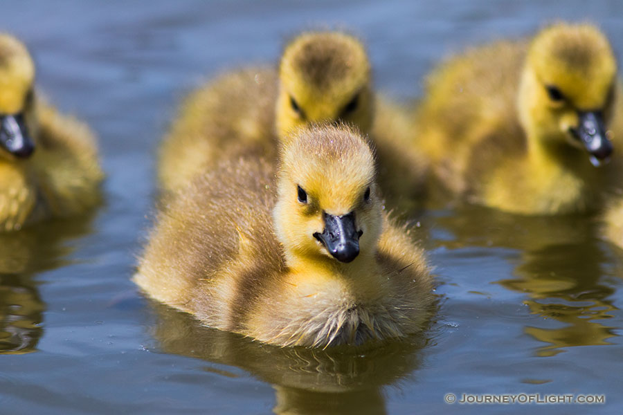 Goslings swim in the afternoon sun in one of the ponds at Schramm Park State Recreation Area. - Schramm SRA Photography