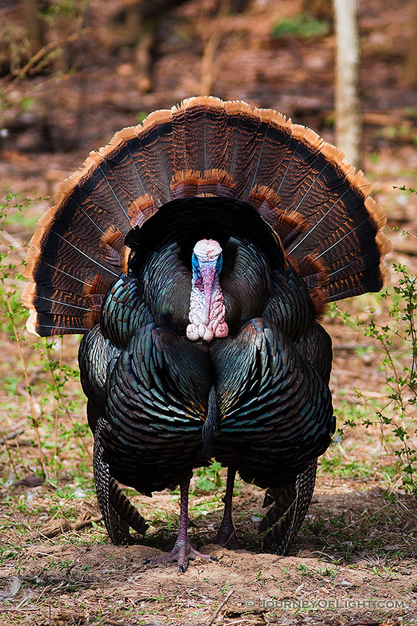 A turkey shows its plumage and does a dance for the lovely ladies nearby. - Nebraska Photography
