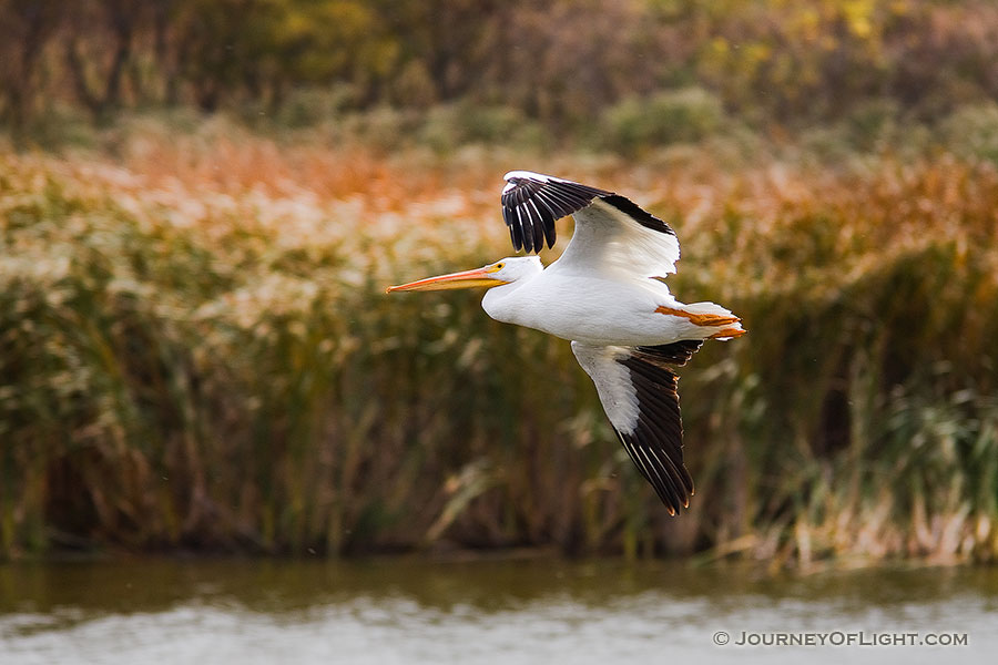 A pelican flies high above the water at DeSoto National Wildlife Refuge. - DeSoto Photography
