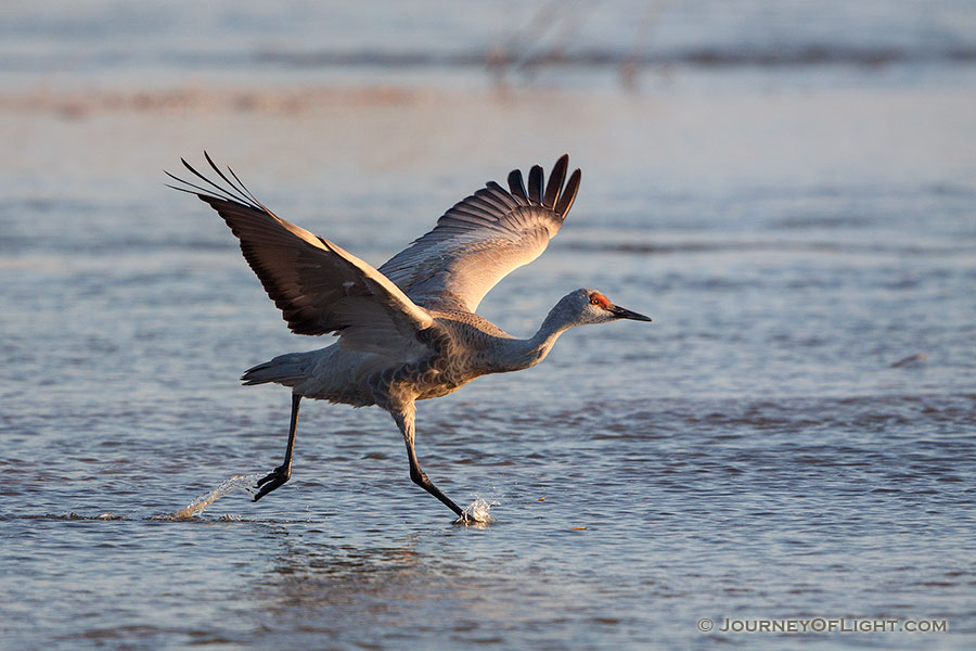 A Sandhill Crane begins to run and prepares to take flight on the Platte River in central Nebraska. - Sandhill Cranes Photography