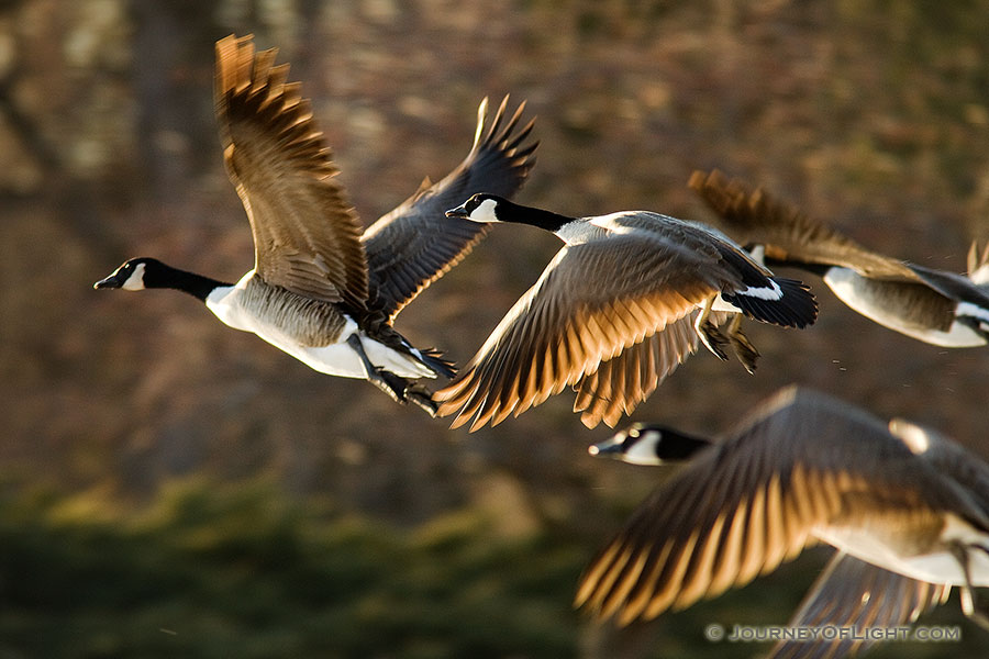 Four Canada Geese take to the sky from Schramm State Recreation Area. - Schramm SRA Photography