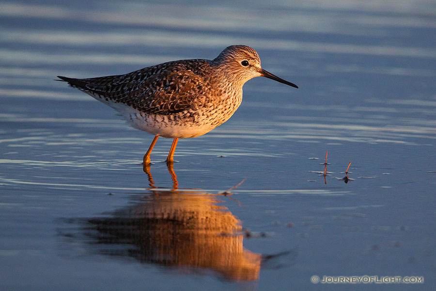 On a cool April evening, a yellowlegs is bathed in the warm light of the setting sun at Little Salt Fork Marsh in Lancaster County. - Nebraska,Wildlife Photography