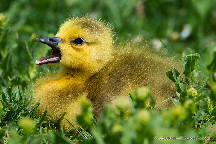 A young gosling yawns in the afternoon sun near one of the ponds at Schramm Park State Recreation Area. - Schramm SRA Photography