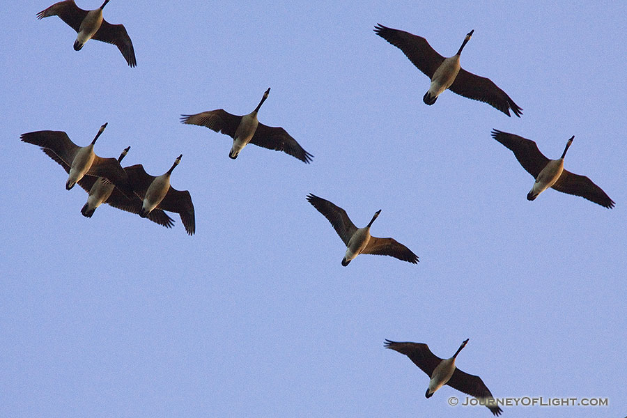 A flock of Canada Geese fly overhead at sunset going to the fields for dinner. - DeSoto Photography