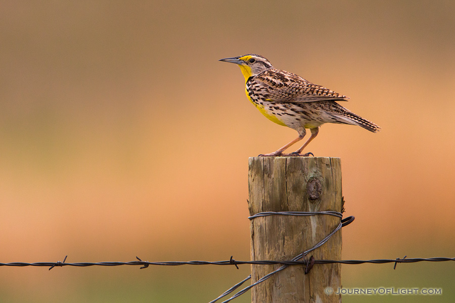 A Western Meadowlark sings on a fencepost at McKelvie National Forest. - Nebraska Photography
