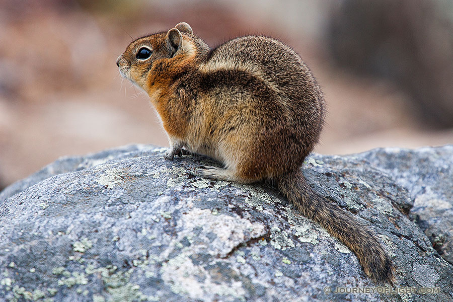 A chipmunk perches on a rock near Sprague Lake in Rocky Mountain National Park. - Rocky Mountain NP Photography