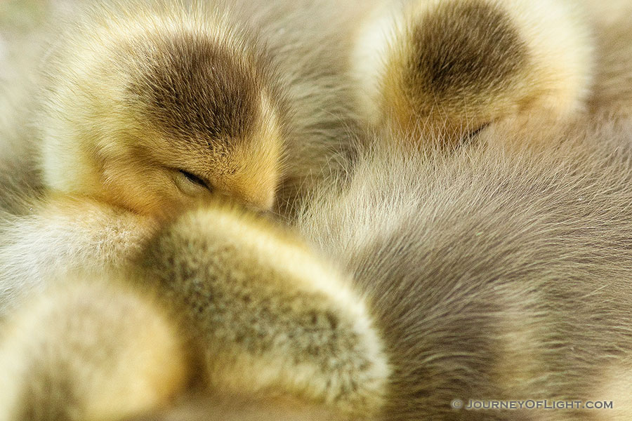 A gaggle of newly hatched gosling huddle together. - Schramm SRA Photography