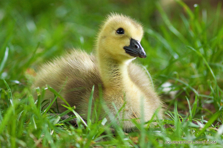 A gosling rests in the green spring grass while gazing into the distance at Schramm State Recreation Area. - Schramm SRA Photography