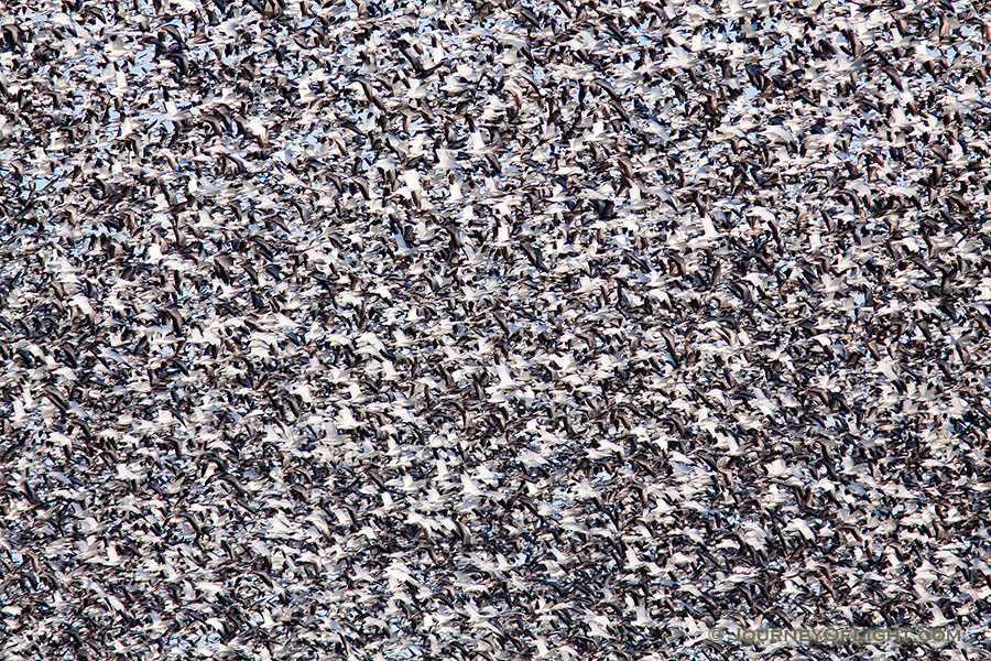 A group of snow geese appear as an abstract image as the enormous flock takes to the sky at Squaw Creek National Wildlife Refuge in Missouri.  There were over 1 million birds on the lake on this day. - Squaw Creek NWR Photography