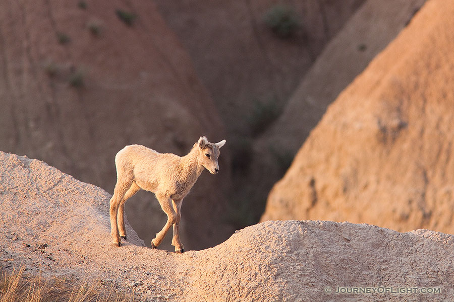 An adolescent bighorn sheep deftly steps out across the Badlands in South Dakota. - South Dakota Photography