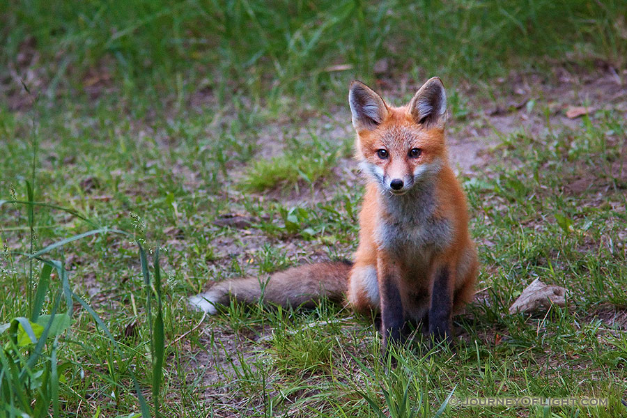 A red fox pauses briefly to gaze out through the forest at Ponca State Park, Nebraska. - Ponca SP Photography