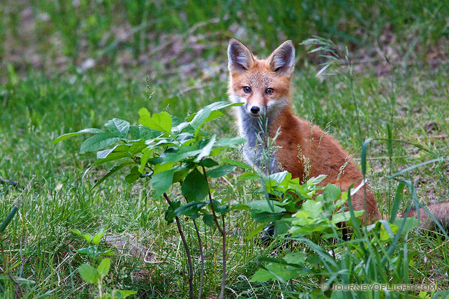 Hiding behind some foliage, A red fox pauses briefly to gaze out through the forest at Ponca State Park, Nebraska. - Ponca SP Photography