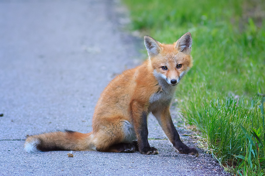 Wildlife photograph of a red fox kit at Ponca State Park, Nebraska. - Ponca SP Photography