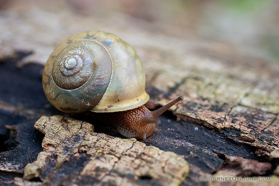 A snail makes it way slowly across a fallen log. - Squaw Creek NWR Photography