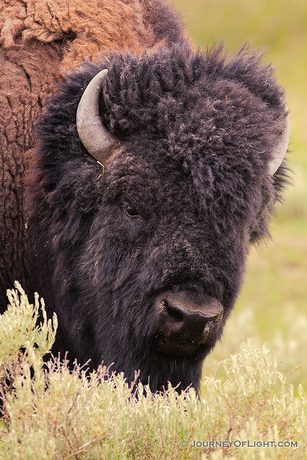 A buffalo (bison) rests at Yellowstone National Park. - Yellowstone National Park Photography