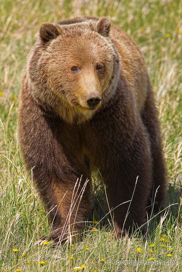 A black bear slowly munches on some dandelions. - Canada Photography