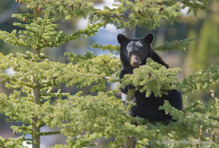 A Black Bear cub hangs on tightly to a pine tree, his mother not far below him keeping watch. - Canada Photography